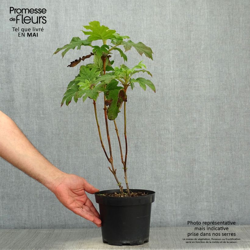 Example of Eichenblatt-Hortensie Bultinks Giant Flowers - Hydrangea quercifolia Topf mit 2L/3L as you get in printemps