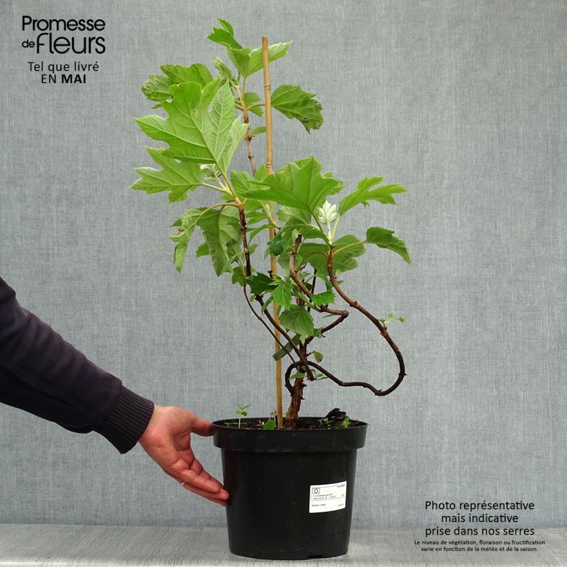 Example of Eichenblatt-Hortensie Bultinks Giant Flowers - Hydrangea quercifolia Topf mit 7,5L/10L as you get in printemps