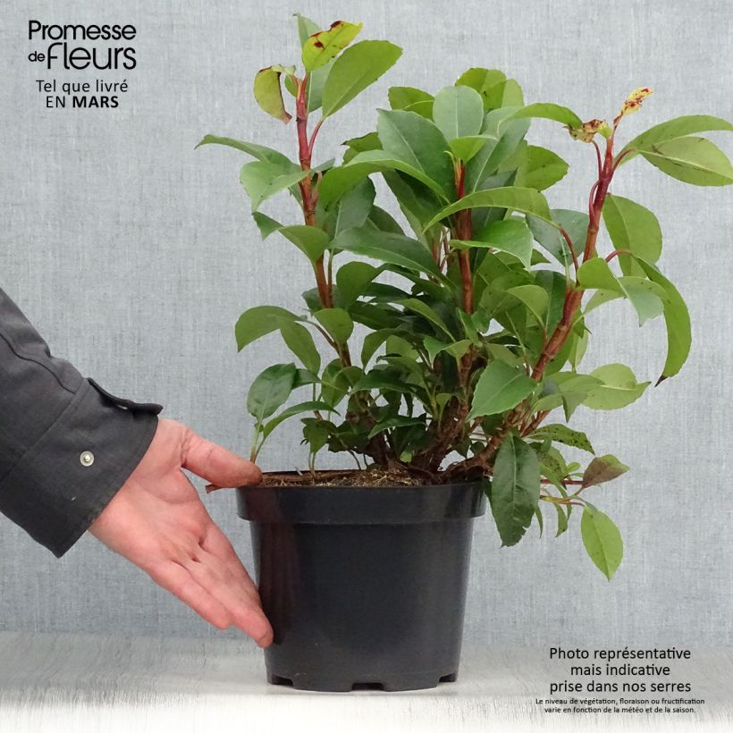 Example of Hydrangea Semiola - Hortensie Topf mit 2L/3L as you get in printemps