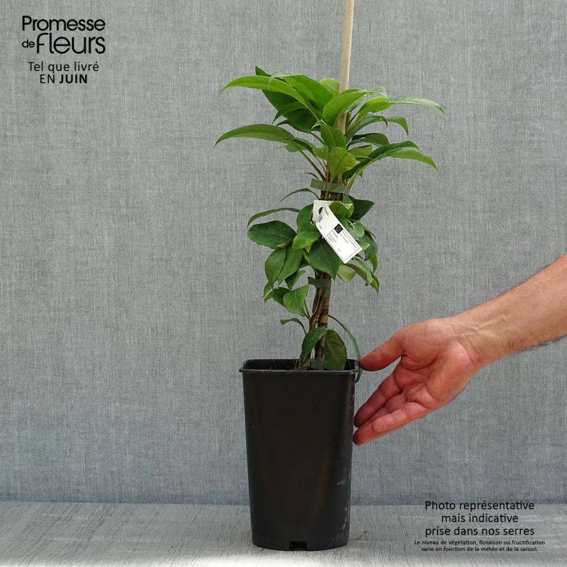 Example of Hydrangea seemanii Topf mit 2L/3L as you get in printemps