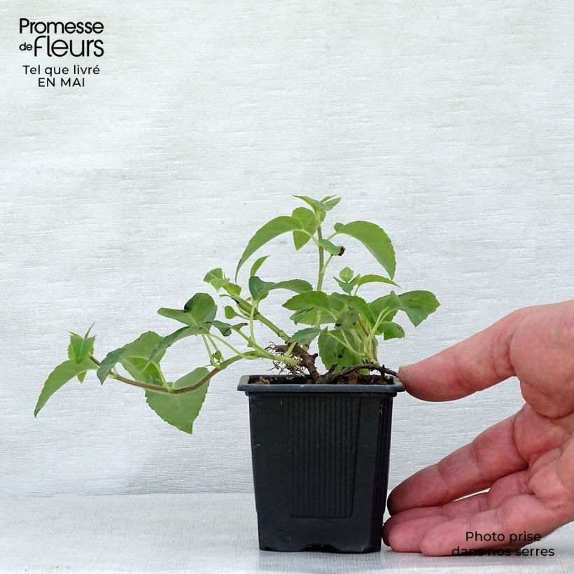 Exemplar von Hydrangea anomala ssp. petiolaris - Kletter-Hortensie Kleine Töpfe von 8/9 cm wie im Frühjahr geliefert