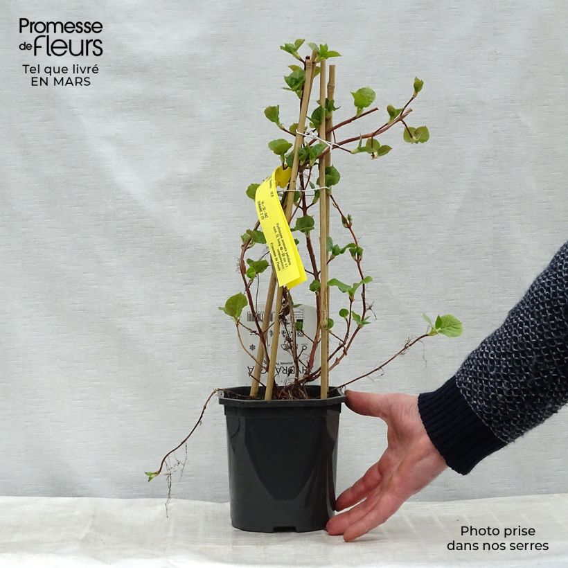 Exemplar von Hydrangea anomala ssp. petiolaris - Kletter-Hortensie Topf mit 2L/3L wie im Frühjahr geliefert