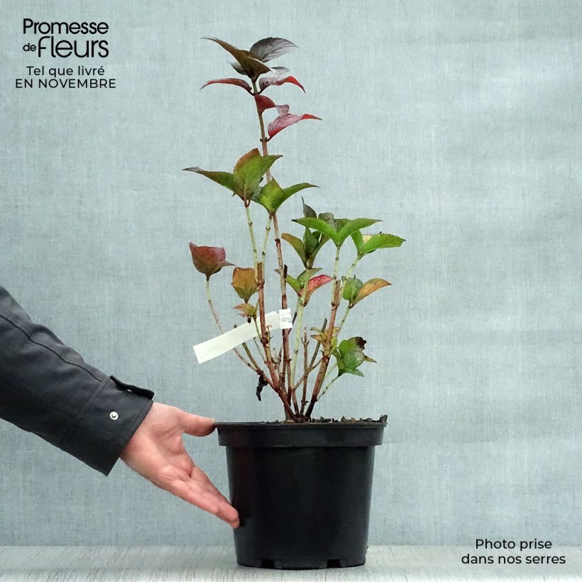 Exemplar von Hydrangea Daredevil - Tellerhortensie Topf mit 3L/4L wie im Herbst geliefert