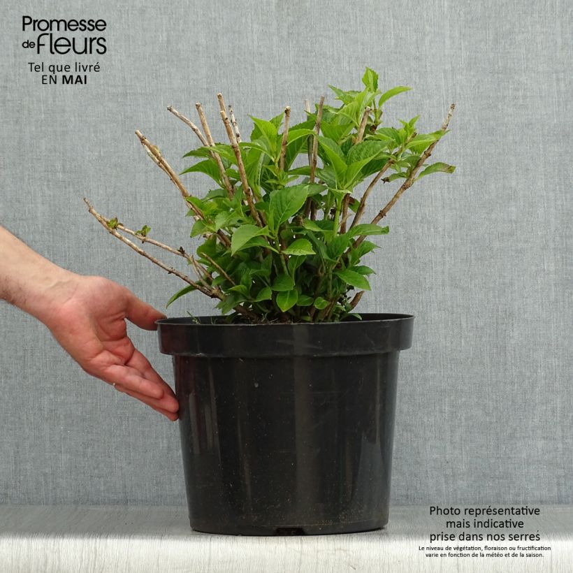 Exemplar von Hydrangea macrophylla Alpenglühen - Bauernhortensie Topf mit 7,5L/10L wie im Frühjahr geliefert