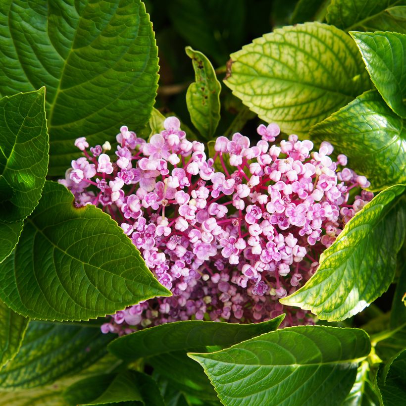 Hydrangea macrophylla Ayesha - Bauernhortensie (Laub)