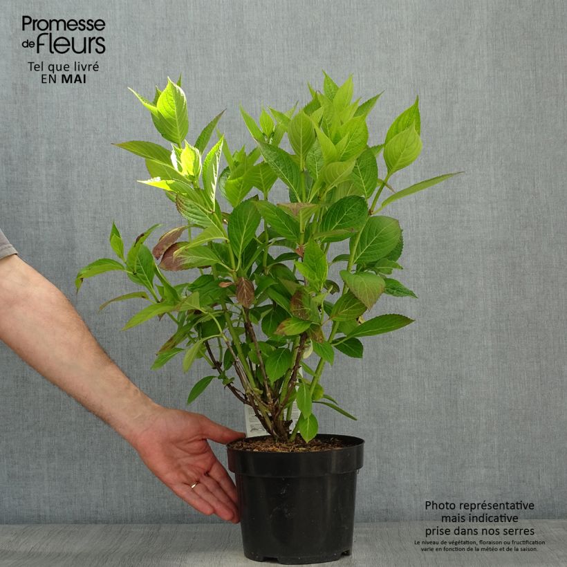 Exemplar von Hydrangea macrophylla Cloudi - Bauernhortensie Topf mit 3L/4L wie im Frühjahr geliefert