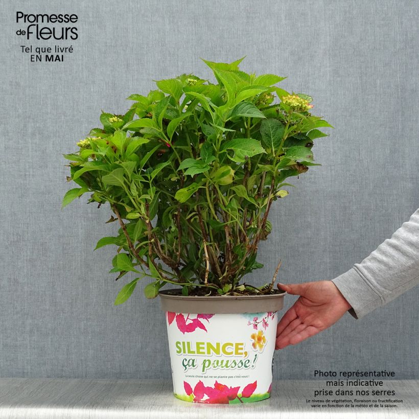 Exemplar von Hydrangea macrophylla Eughen Hahn - Bauernhortensie Topf mit 7,5L/10L wie im Frühjahr geliefert