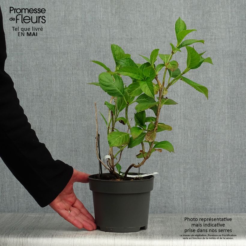 Example of Hydrangea macrophylla Mariesii Perfecta - Bauernhortensie Topf mit 2L/3L as you get in printemps