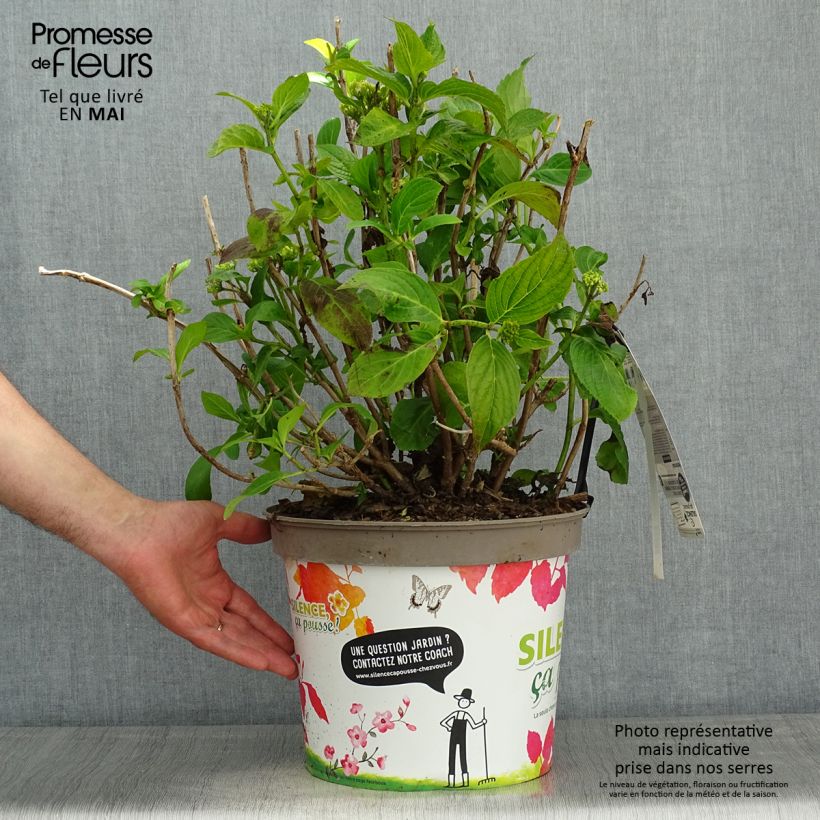 Example of Hydrangea macrophylla Stellar Blue - Bauernhortensie Topf mit 7,5L/10L as you get in printemps