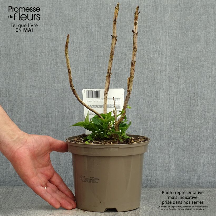 Example of Hydrangea macrophylla Teller Blue - Bauernhortensie Topf mit 2L/3L as you get in printemps