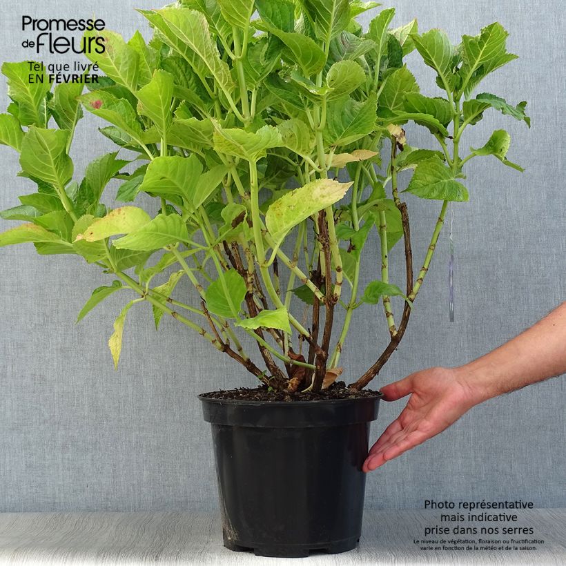 Exemplar von Hydrangea macrophylla Teller Blue - Bauernhortensie Topf mit 7,5L/10L wie im Herbst geliefert