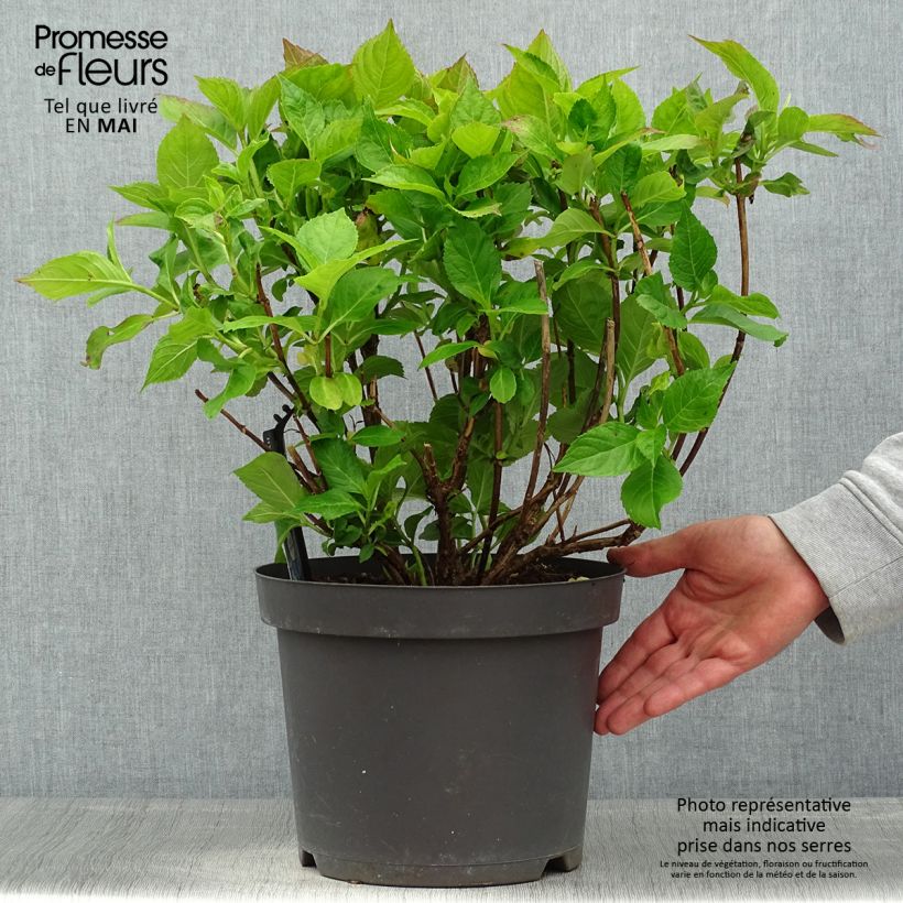 Example of Hydrangea macrophylla Teller Blue - Bauernhortensie Topf mit 7,5L/10L as you get in printemps