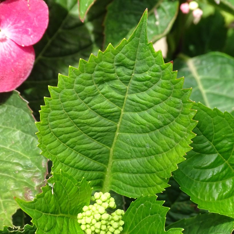 Hydrangea macrophylla Teller Red - Bauernhortensie (Foliage)