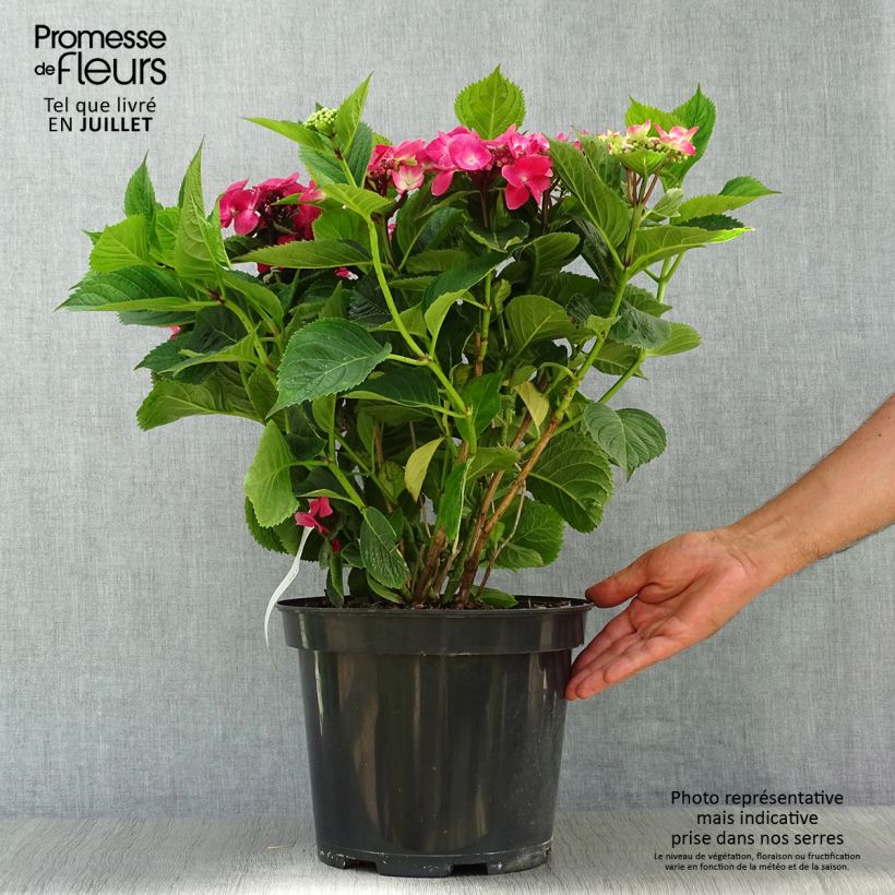 Exemplar von Hydrangea macrophylla Teller Red - Bauernhortensie Topf mit 7,5L/10L wie im Sommer geliefert
