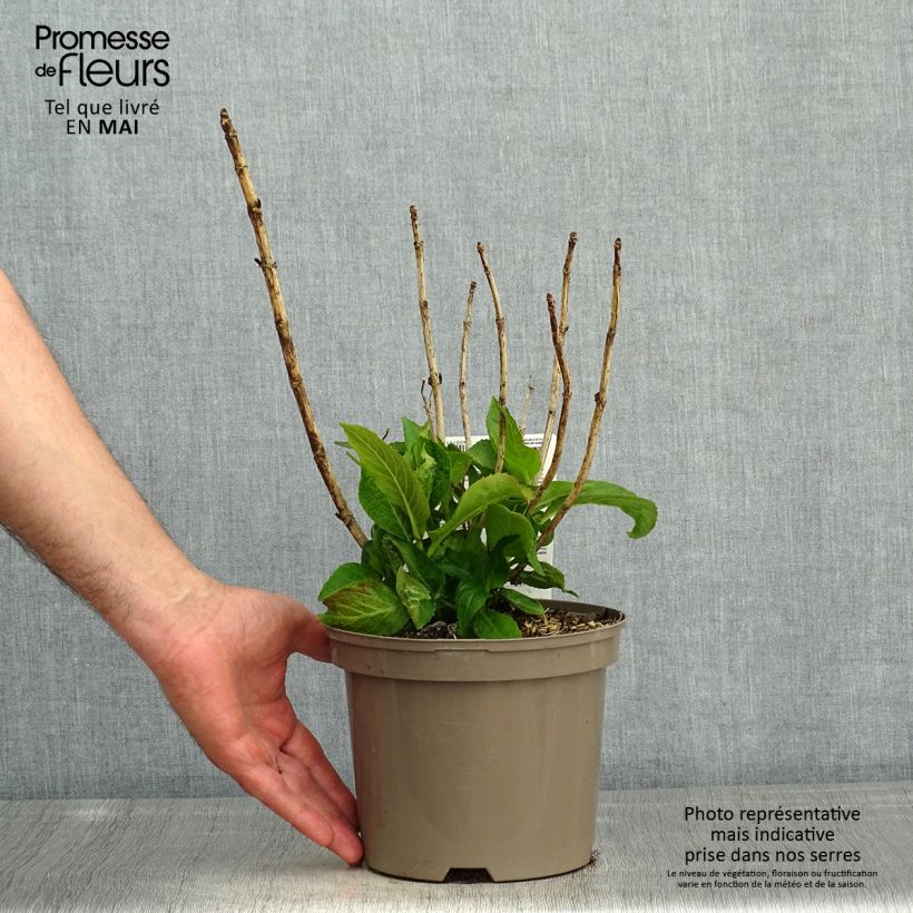 Exemplar von Hydrangea macrophylla White Wave - Bauernhortensie Topf mit 2L/3L wie im Frühjahr geliefert