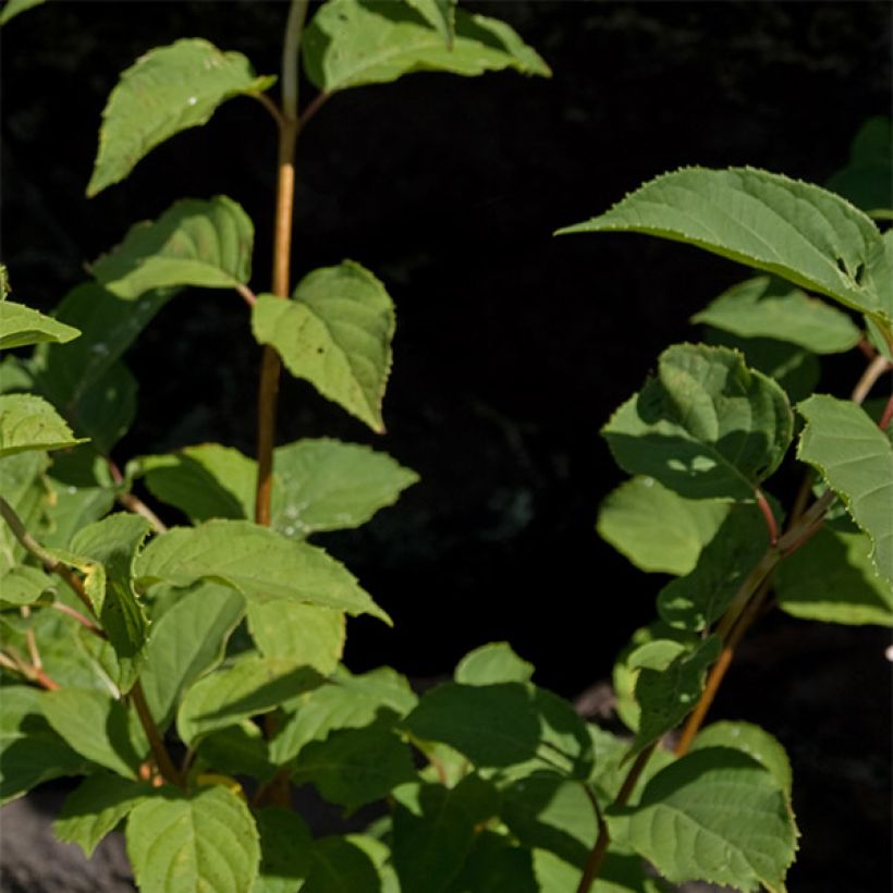 Rispenhortensie Burgondy Lace - Hydrangea paniculata (Laub)