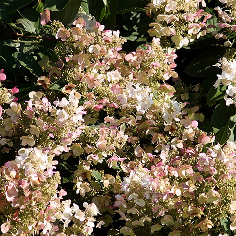 Rispenhortensie Burgondy Lace - Hydrangea paniculata (Blüte)