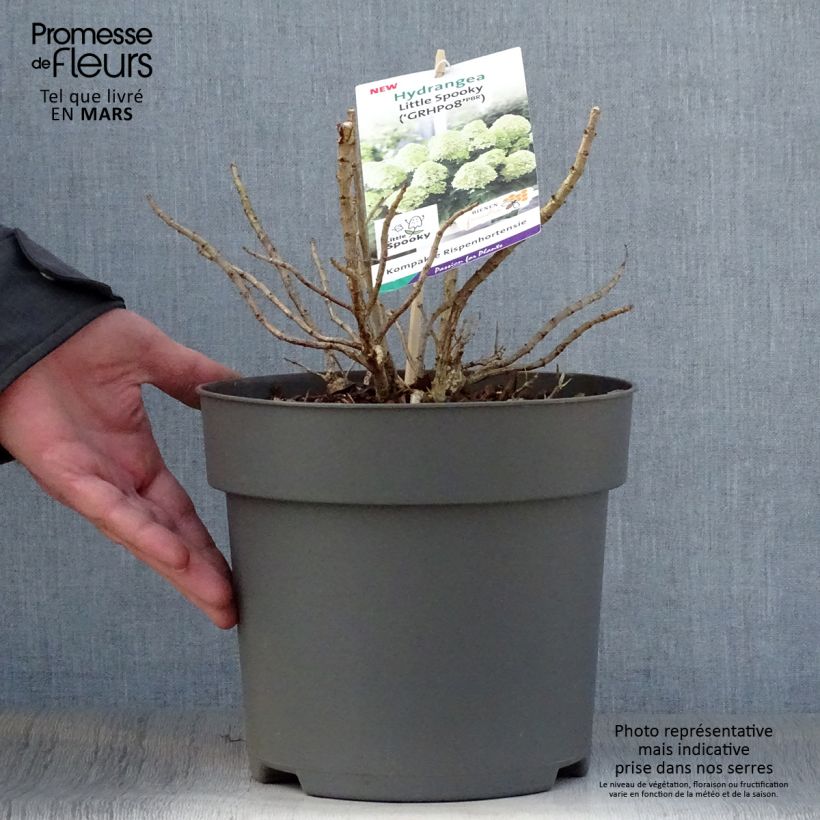 Exemplar von Rispenhortensie Little Spooky - Hydrangea paniculata Topf mit 3L/4L wie im Frühjahr geliefert