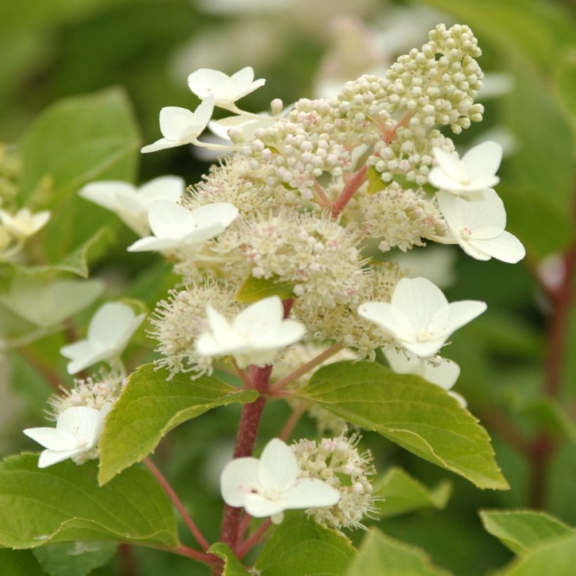Rispenhortensie Tardiva - Hydrangea paniculata (Flowering)
