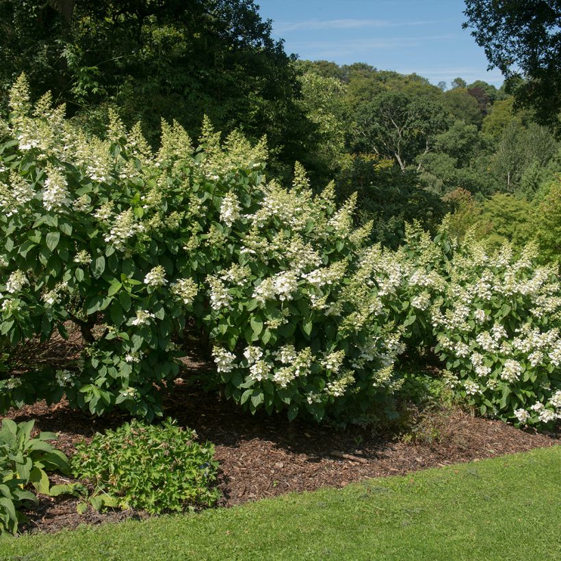 Rispenhortensie Tardiva - Hydrangea paniculata (Plant habit)