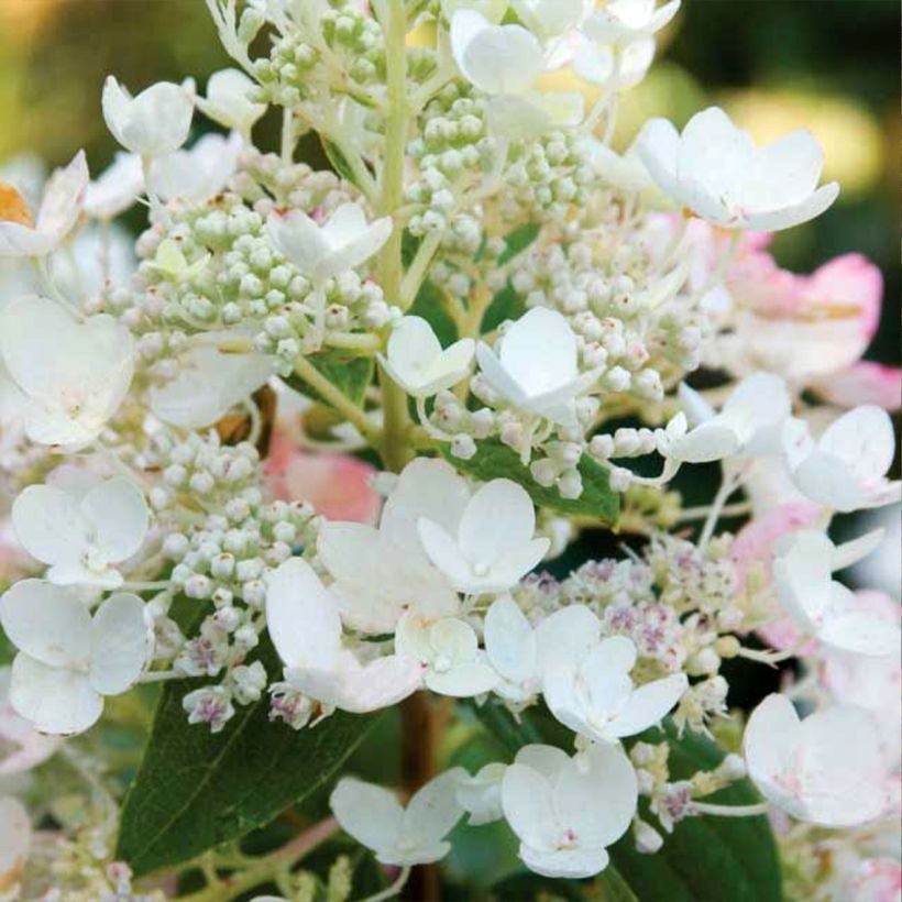 Rispenhortensie Tickled Pink - Hydrangea paniculata (Blüte)