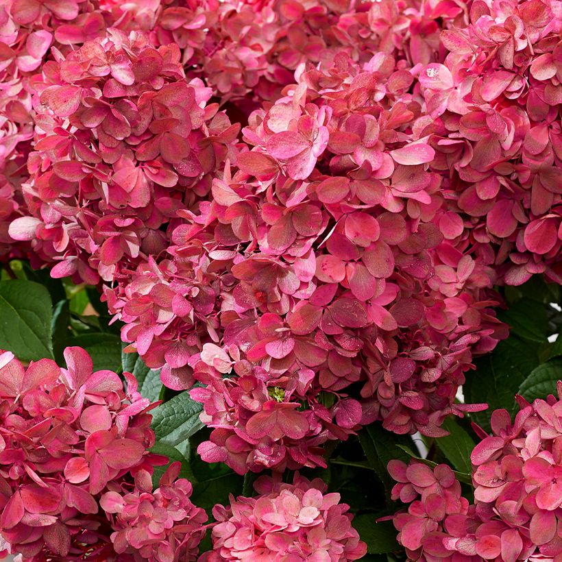 Rispenhortensie Bloody Marie - Hydrangea paniculata (Flowering)