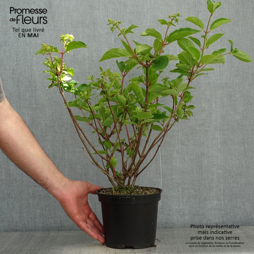 Example of Rispenhortensie Dharuma - Hydrangea paniculata Topf mit 2L/3L as you get in printemps