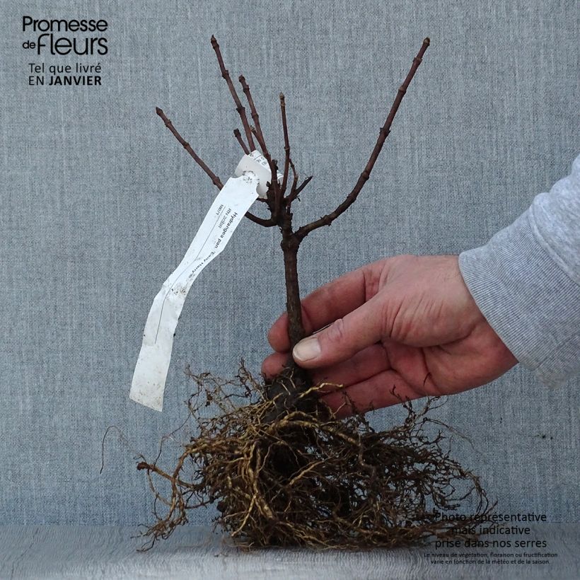 Example of Rispenhortensie Early Harry - Hydrangea paniculata Wurzelnackt as you get in hiver