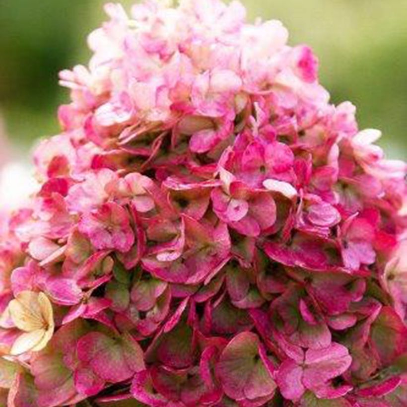 Rispenhortensie Living Pinky Promise - Hydrangea paniculata (Flowering)