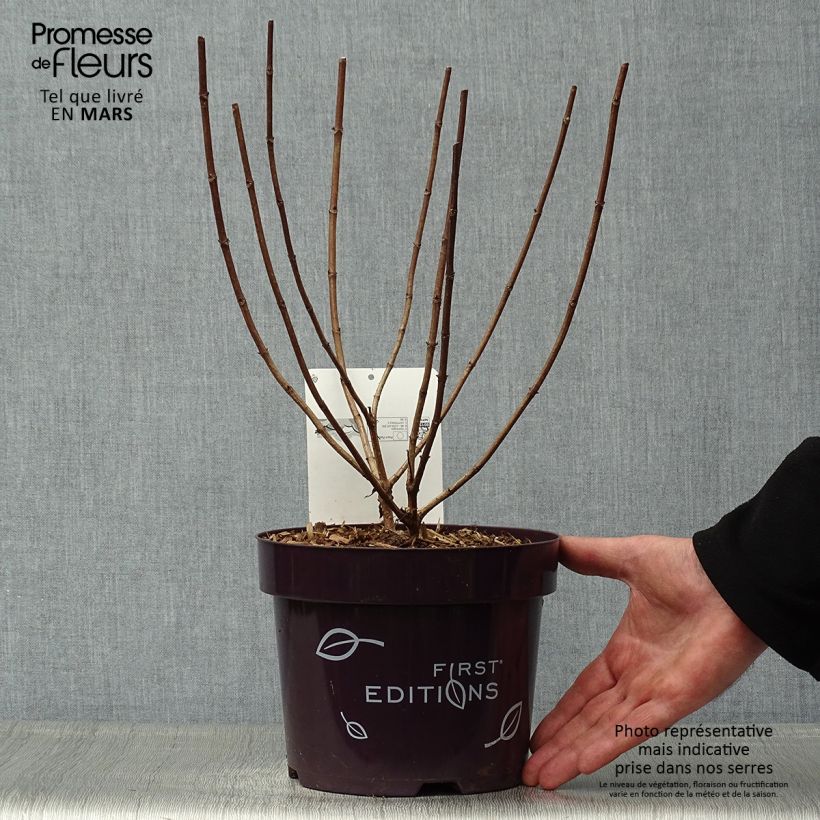 Exemplar von Rispenhortensie Tickled Pink - Hydrangea paniculata Topf mit 2L/3L wie im Frühjahr geliefert