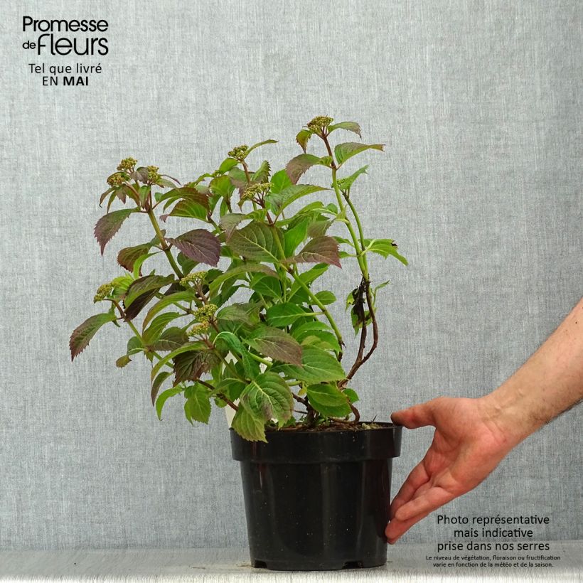 Example of Hydrangea serrata Annie's Blue - Tellerhortensie Topf mit 2L/3L as you get in printemps