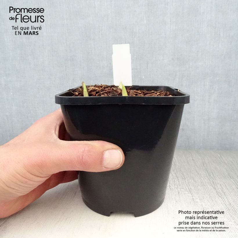 Example of Hosta Adorable - Garten-Funkie Topf mit 1,5L/2L as you get in printemps