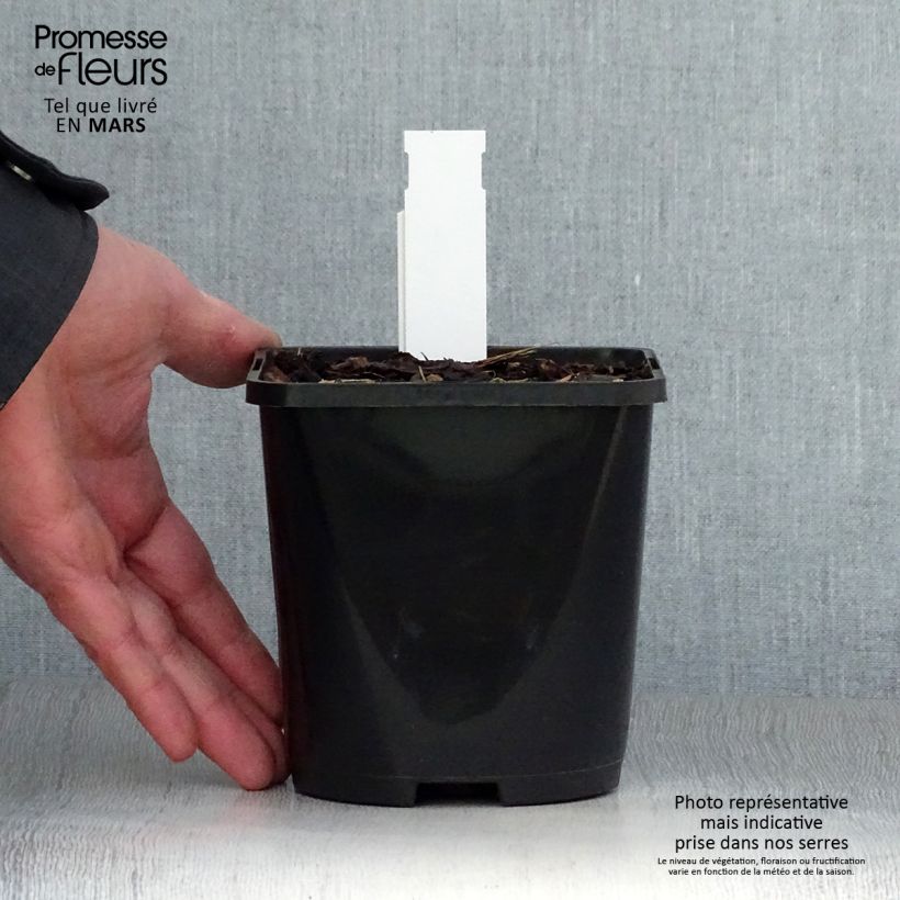 Example of Hosta Alligator Alley - Garten-Funkie Topf mit 1,5L/2L as you get in printemps