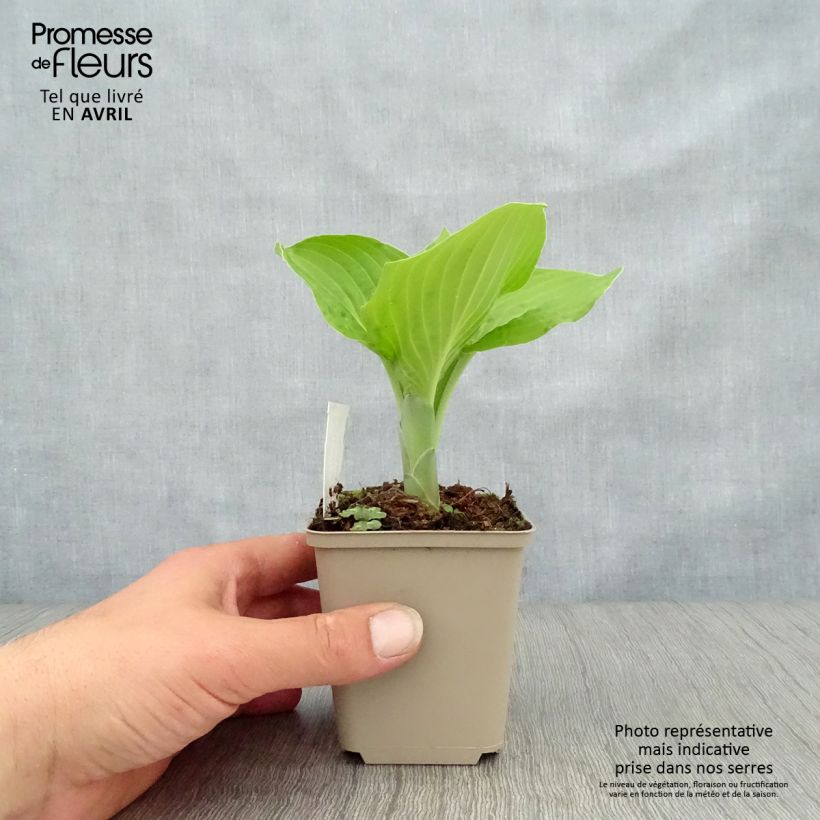 Exemplar von Hosta August Moon - Garten-Funkie Kleine Töpfe von 8/9 cm wie im Frühjahr geliefert