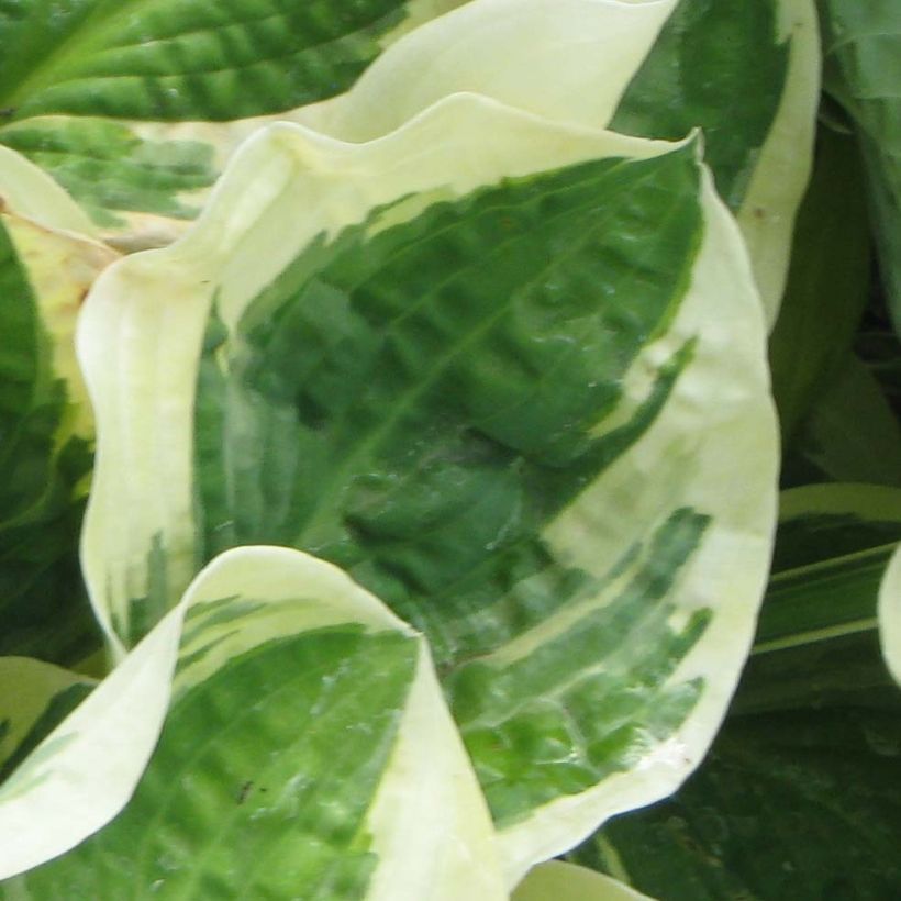 Hosta Austin Dickinson - Garten-Funkie (Foliage)
