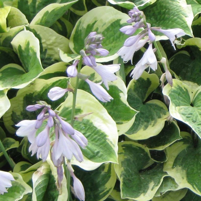Hosta Austin Dickinson - Garten-Funkie (Flowering)