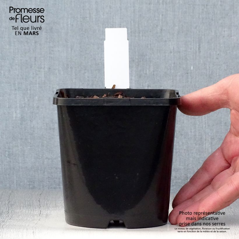 Example of Hosta Autumn Frost - Garten-Funkie Topf mit 1,5L/2L as you get in printemps