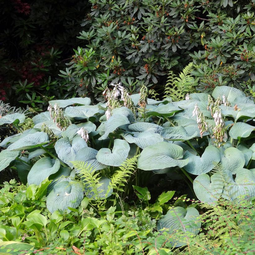 Hosta Big daddy - Garten-Funkie (Wuchs)