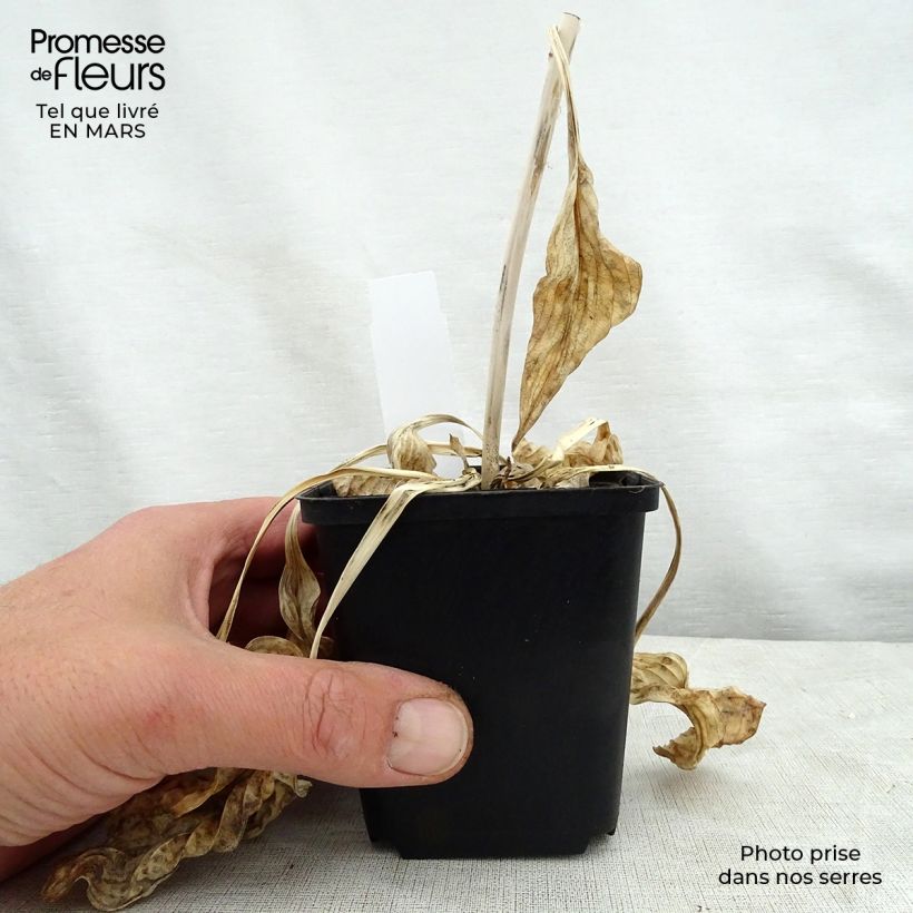 Example of Hosta Hosta Blue Cadet - Garten-Funkie Kleine Töpfe von 8/9 cm as you get in printemps