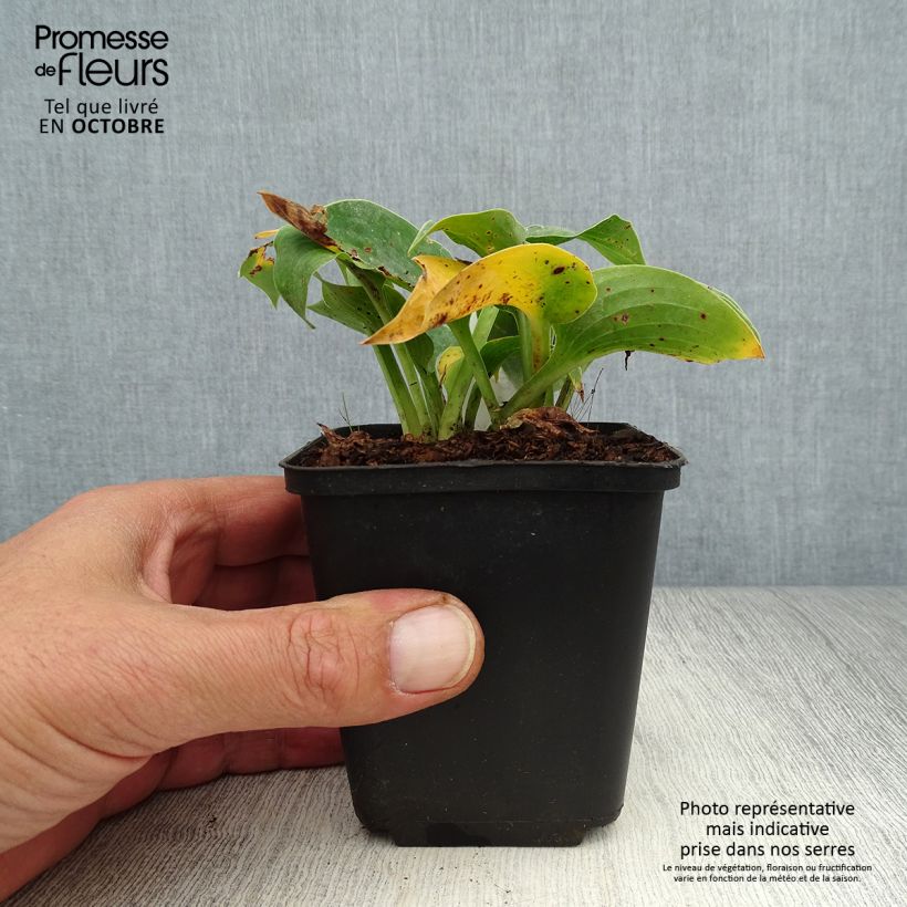 Exemplar von Hosta Hosta Blue Cadet - Garten-Funkie Kleine Töpfe von 8/9 cm wie im Herbst geliefert