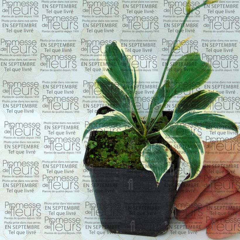 Example of Hosta tardiana Blue Ivory - Garten-Funkie Kleine Töpfe von 8/9 cm as you get