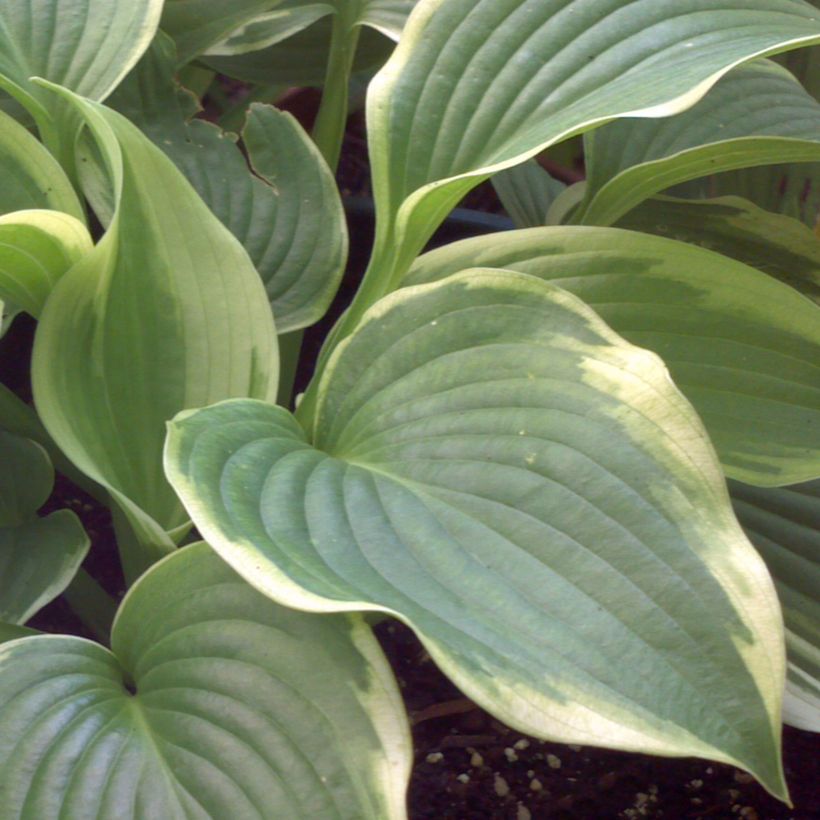 Hosta Bridal Falls - Garten-Funkie (Laub)