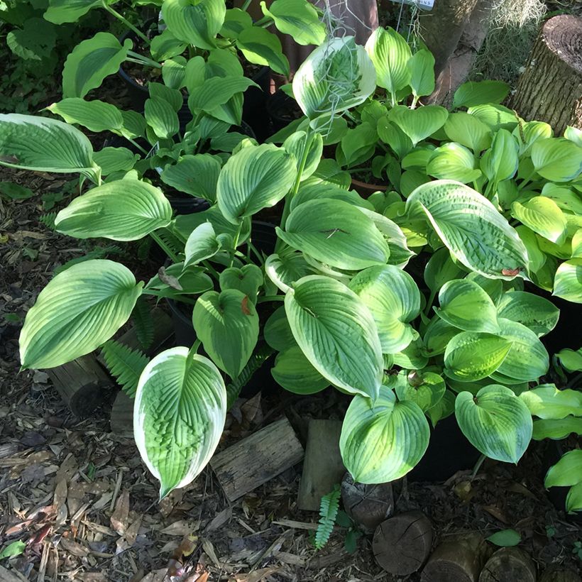 Hosta Bridal Falls - Garten-Funkie (Wuchs)