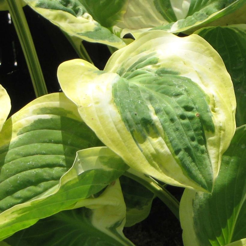 Hosta Carnival - Garten-Funkie (Foliage)