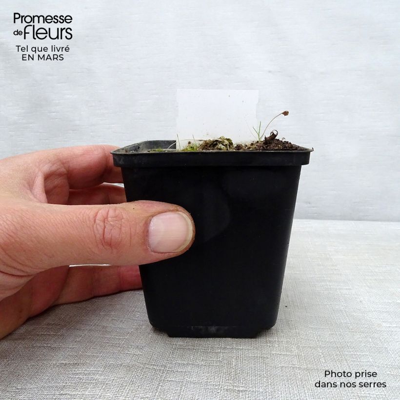 Example of Hosta Carnival - Garten-Funkie Kleine Töpfe von 8/9 cm as you get in printemps