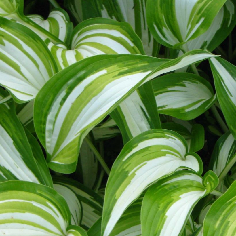 Hosta Cascades - Garten-Funkie (Foliage)