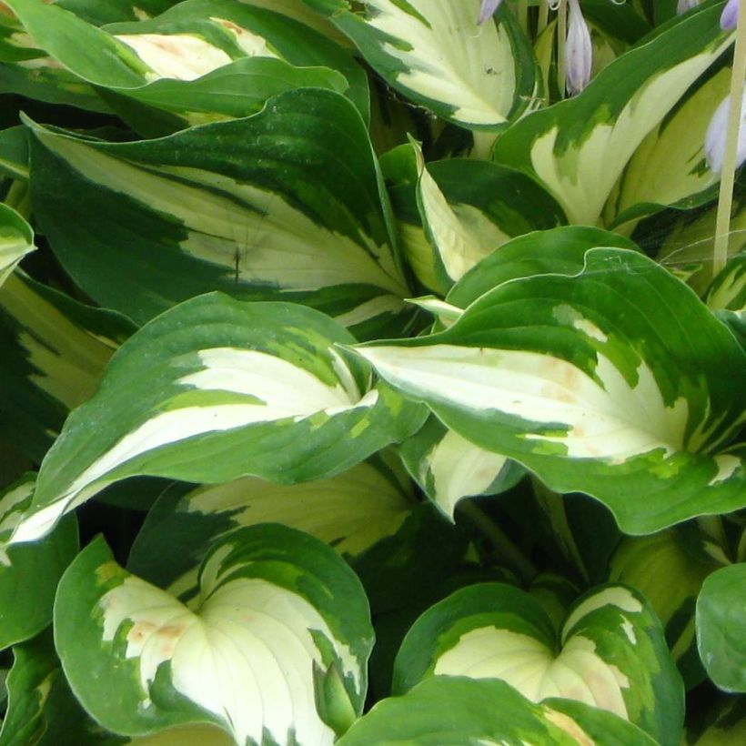 Hosta Christmas Candy - Garten-Funkie (Foliage)