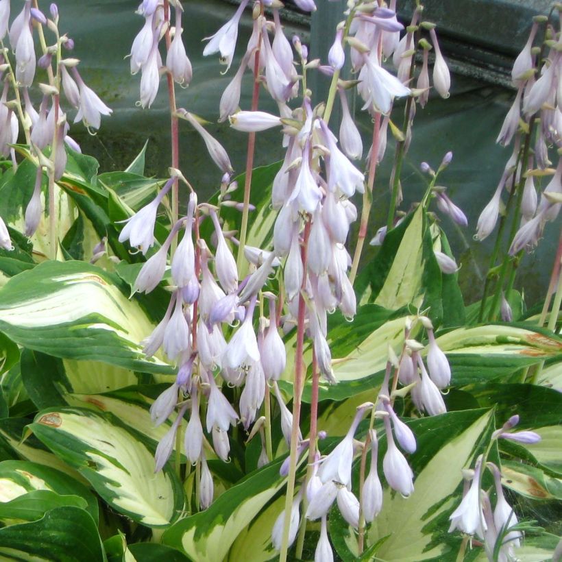 Hosta Christmas Candy - Garten-Funkie (Flowering)