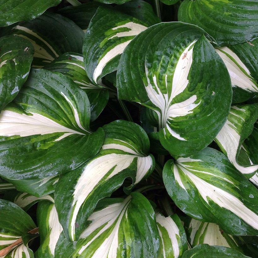 Hosta Clifford's Stingray - Garten-Funkie (Laub)