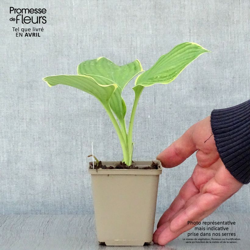 Example of Hosta Clifford's Forest Fire - Garten-Funkie Kleine Töpfe von 8/9 cm as you get in printemps